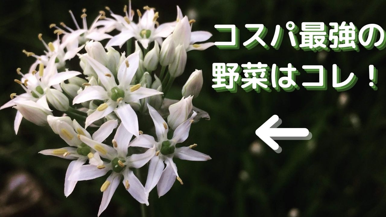 超お得 コスパの最強野菜は間違いなくコレだ はんのうびより