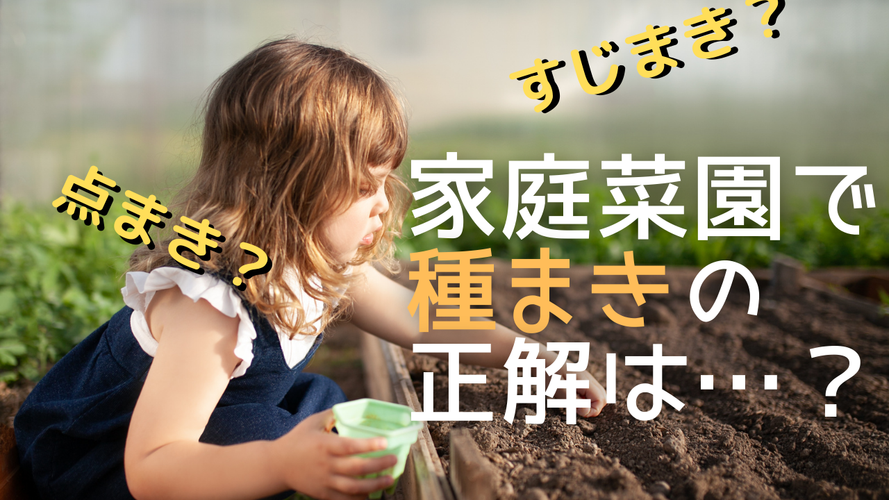 種まき 家庭菜園における種まきの正解は はんのうびより