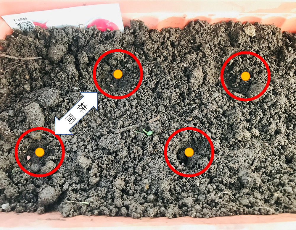種まき 家庭菜園における種まきの正解は はんのうびより