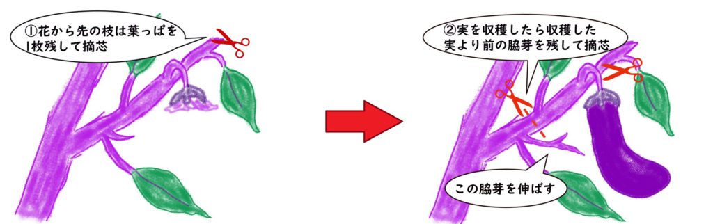 ナスの育て方 栽培方法 はんのうびより