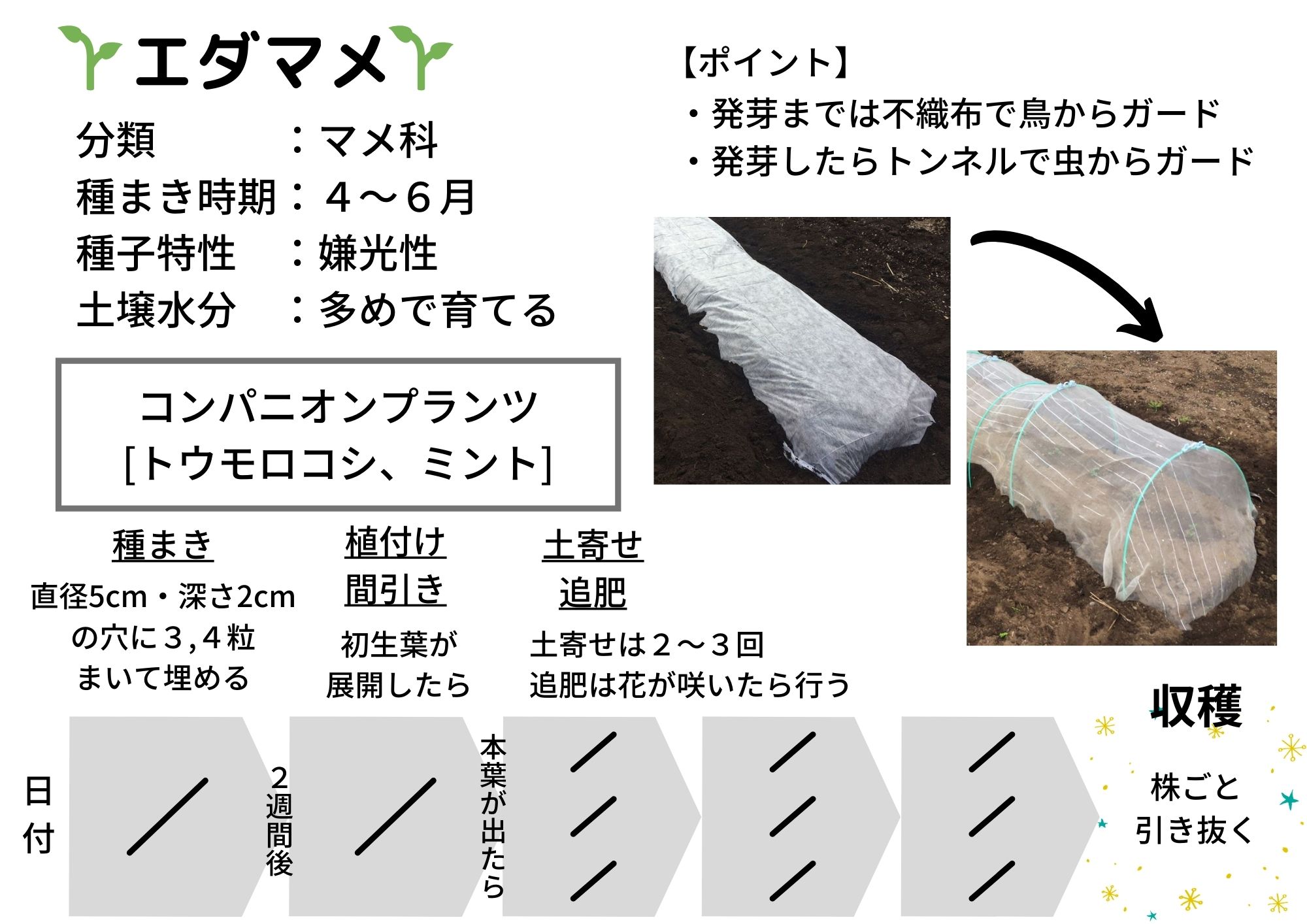 鮮度抜群で家庭菜園に最適 エダマメの育て方 栽培方法 はんのうびより